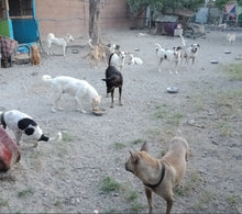 Load image into Gallery viewer, Animal Kingdom Foundation