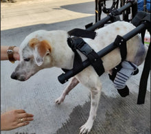 Load image into Gallery viewer, Animal Kingdom Foundation