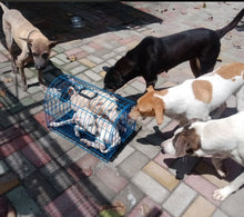 Load image into Gallery viewer, Animal Kingdom Foundation